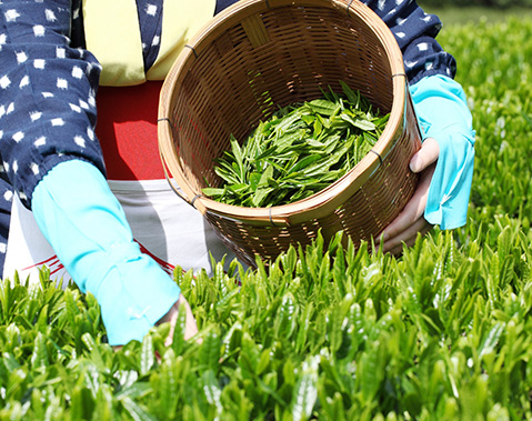ふるふれ抹茶について